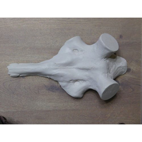 Lebka jeleňa na parohy - zhody - veľká