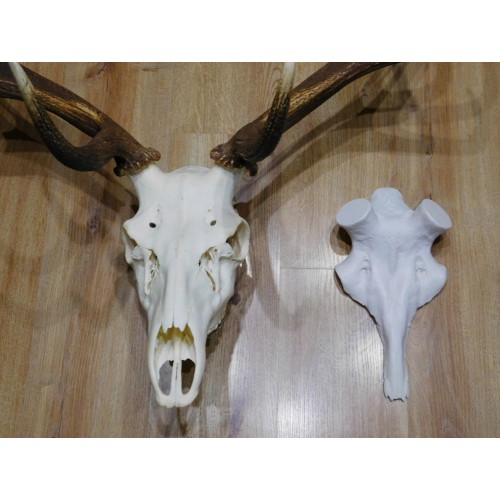 Obrázok číslo 2: Lebka jeleňa na parohy - zhody - veľká