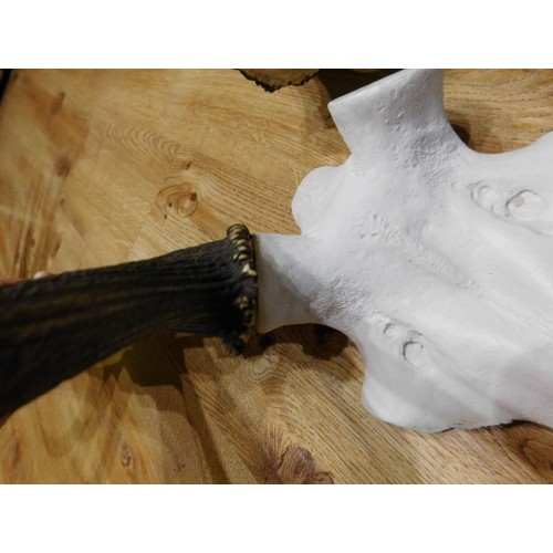 Obrázok číslo 4: Lebka jeleňa na parohy - zhody - veľká