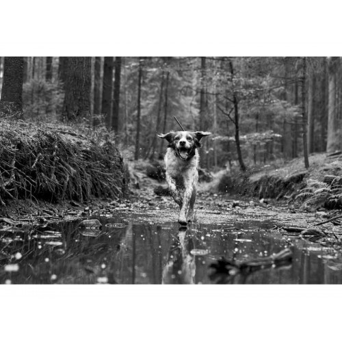 Obrázok číslo 10: Satelitný GPS lokátor Dogtrace DOG GPS X30T - s výcvikovým modulom