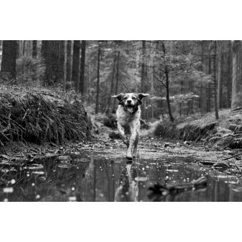 Obrázok číslo 3: Obojok pre ďalšieho psa DOG GPS X30B