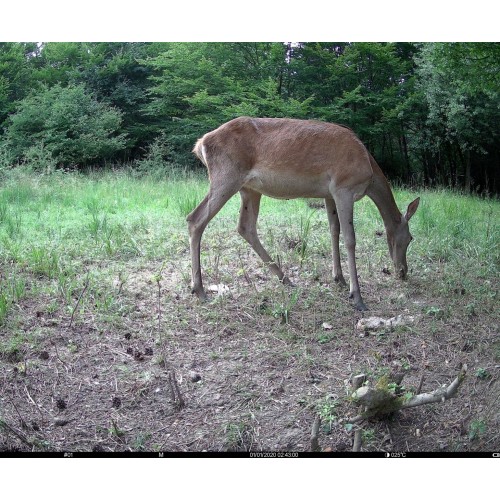 Obrázok číslo 10: Fotopasca TETRAO S68 36 Mpx 940 nm - 2K video