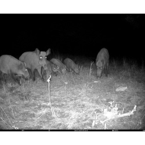 Obrázok číslo 11: Fotopasca TETRAO S68 36 Mpx 940 nm - 2K video