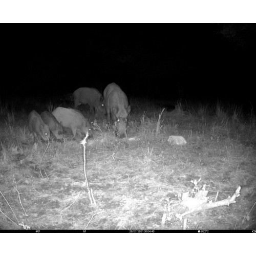Obrázok číslo 9: Fotopasca TETRAO S68 36 Mpx 940 nm - 2K video