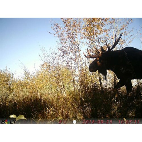 Obrázok číslo 3: Fotopasca ScoutGuard SG2060-T kombinácia bieleho a neviditeľného prísvitu