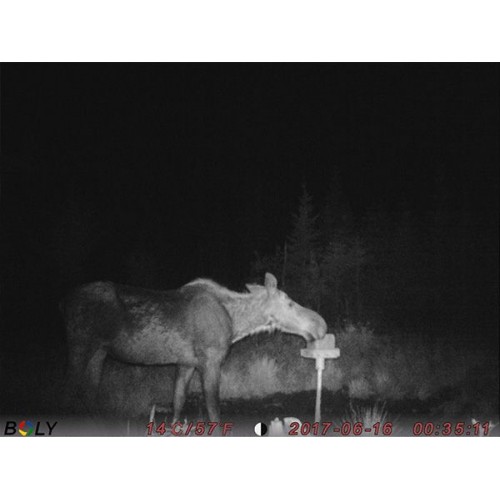 Obrázok číslo 4: Fotopasca ScoutGuard SG2060-T kombinácia bieleho a neviditeľného prísvitu