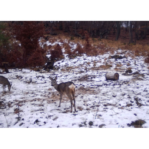 Obrázok číslo 10: Fotopasca TETRAO Spromise S308 30Mpx 940nm