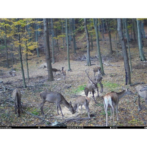 Obrázok číslo 11: Fotopasca TETRAO Spromise S308 30Mpx 940nm