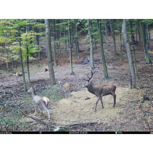 Obrázok číslo 13: Fotopasca TETRAO Spromise S308 30Mpx 940nm