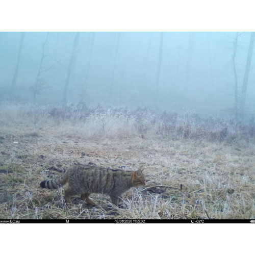 Obrázok číslo 14: Fotopasca TETRAO Spromise S308 30Mpx 940nm