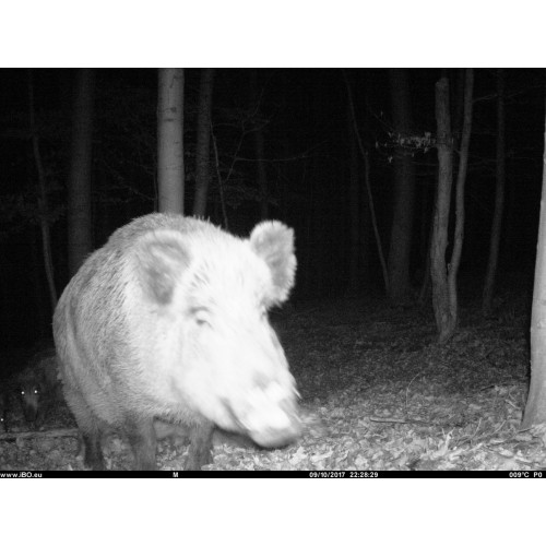 Obrázok číslo 16: Fotopasca TETRAO Spromise S308 30Mpx 940nm