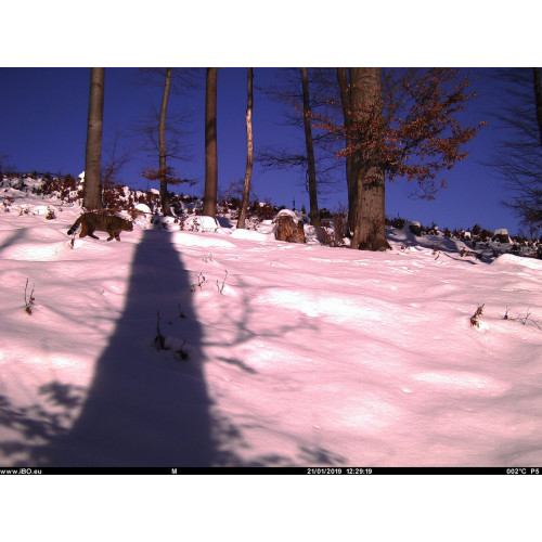 Obrázok číslo 17: Fotopasca TETRAO Spromise S308 30Mpx 940nm