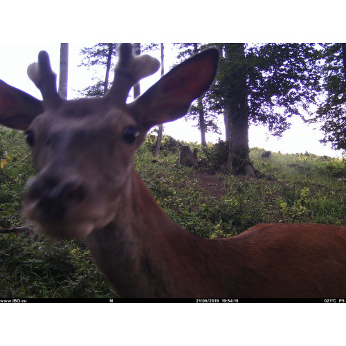 Obrázok číslo 18: Fotopasca TETRAO Spromise S308 30Mpx 940nm