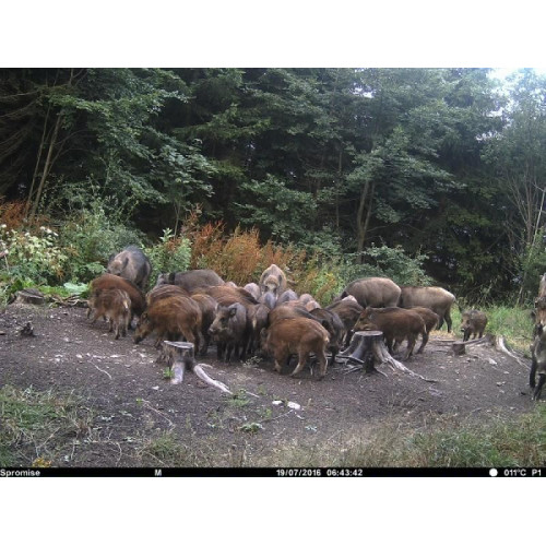 Obrázok číslo 19: Fotopasca TETRAO Spromise S308 30Mpx 940nm