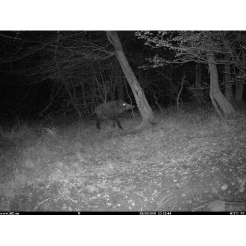 Obrázok číslo 20: Fotopasca TETRAO Spromise S308 30Mpx 940nm