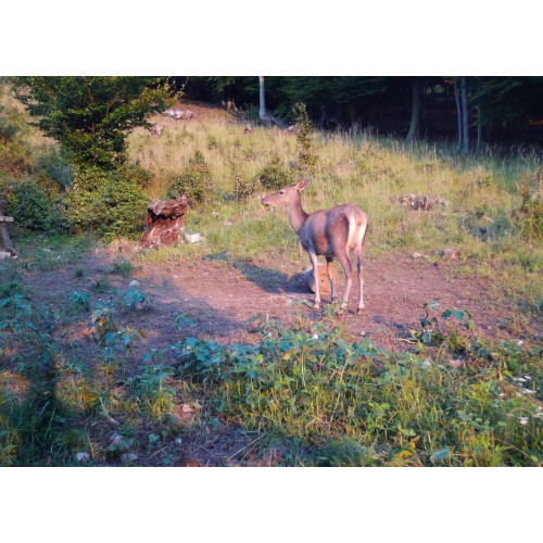 Obrázok číslo 9: Fotopasca TETRAO Spromise S308 30Mpx 940nm