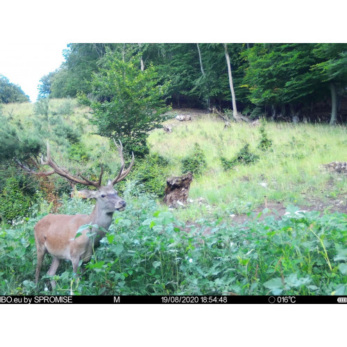 Obrázok číslo 10: Fotopasca TETRAO Spromise S378 30Mpx 940nm 4G s odosielaním videa + O2 SIM karta ZADARMO