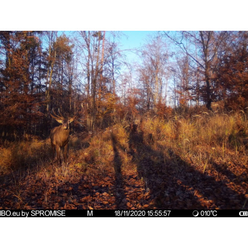 Obrázok číslo 11: Fotopasca TETRAO Spromise S378 30Mpx 940nm 4G s odosielaním videa + O2 SIM karta ZADARMO