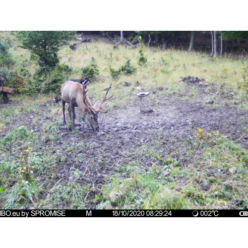 Obrázok číslo 12: Fotopasca TETRAO Spromise S378 30Mpx 940nm 4G s odosielaním videa + O2 SIM karta ZADARMO