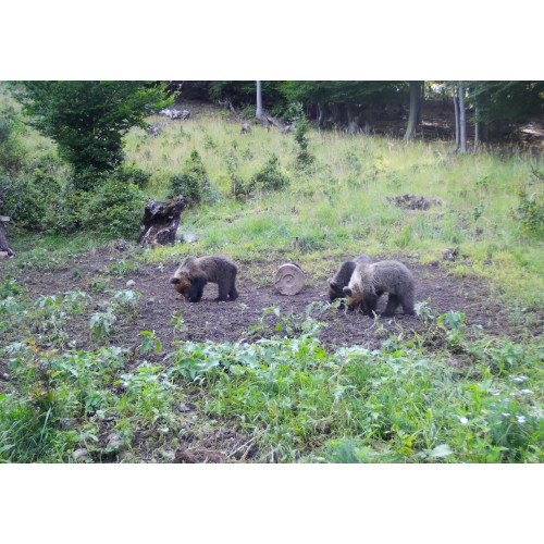 Obrázok číslo 2: Fotopasca TETRAO Spromise S378 30Mpx 940nm 4G s odosielaním videa + O2 SIM karta ZADARMO