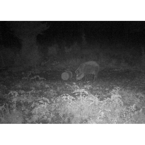 Obrázok číslo 3: Fotopasca TETRAO Spromise S378 30Mpx 940nm 4G s odosielaním videa + O2 SIM karta ZADARMO