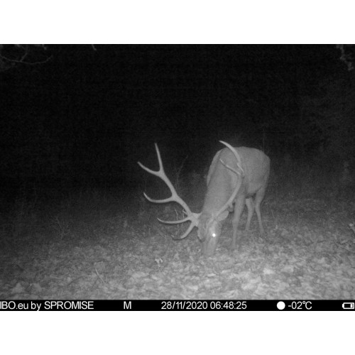 Obrázok číslo 4: Fotopasca TETRAO Spromise S378 30Mpx 940nm 4G s odosielaním videa + O2 SIM karta ZADARMO