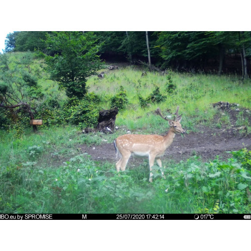 Obrázok číslo 5: Fotopasca TETRAO Spromise S378 30Mpx 940nm 4G s odosielaním videa + O2 SIM karta ZADARMO