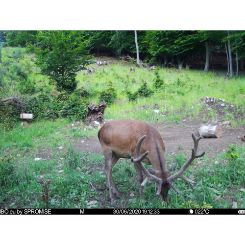 Obrázok číslo 6: Fotopasca TETRAO Spromise S378 30Mpx 940nm 4G s odosielaním videa + O2 SIM karta ZADARMO