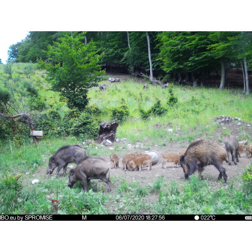 Obrázok číslo 7: Fotopasca TETRAO Spromise S378 30Mpx 940nm 4G s odosielaním videa + O2 SIM karta ZADARMO