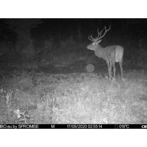 Obrázok číslo 9: Fotopasca TETRAO Spromise S378 30Mpx 940nm 4G s odosielaním videa + O2 SIM karta ZADARMO