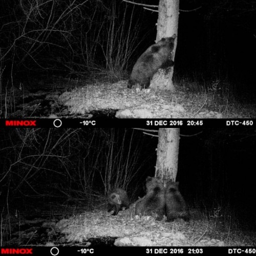 Obrázok číslo 13: Fotopasca MINOX DTC 450 - ultra tenká SK a CZ MENU