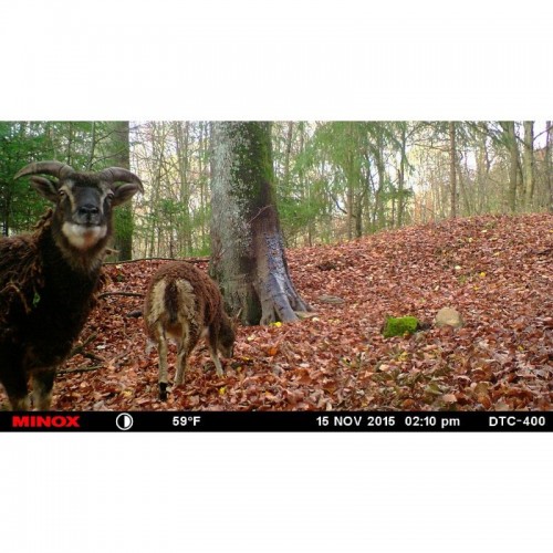 Obrázok číslo 9: Fotopasca MINOX DTC 450 - ultra tenká SK a CZ MENU